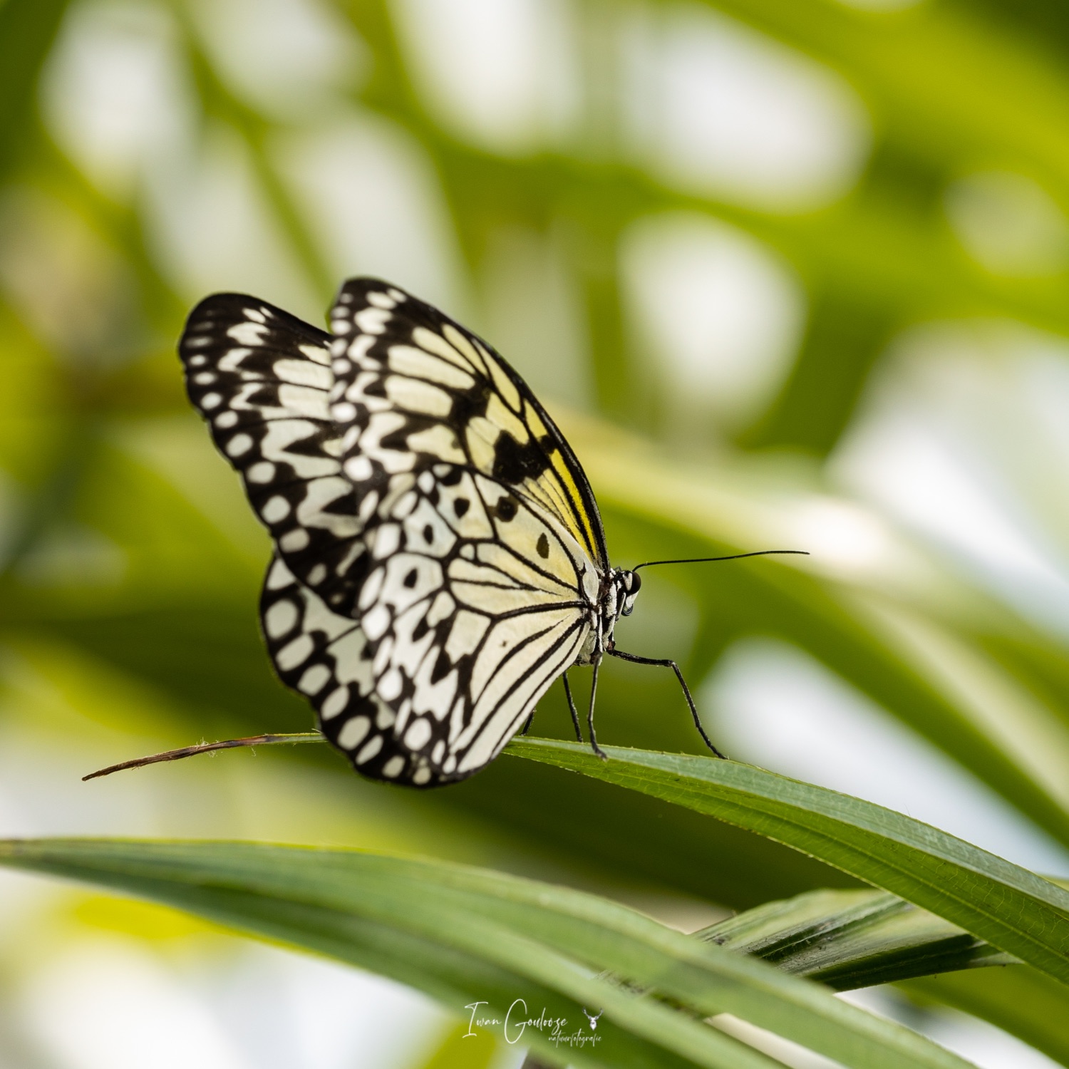  R2A3056 28 mei 2023 1545 52